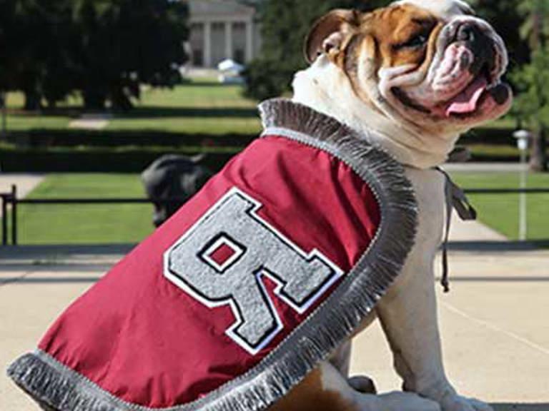 Addie - Bulldog posing seated with a University of Redlands maroon cape